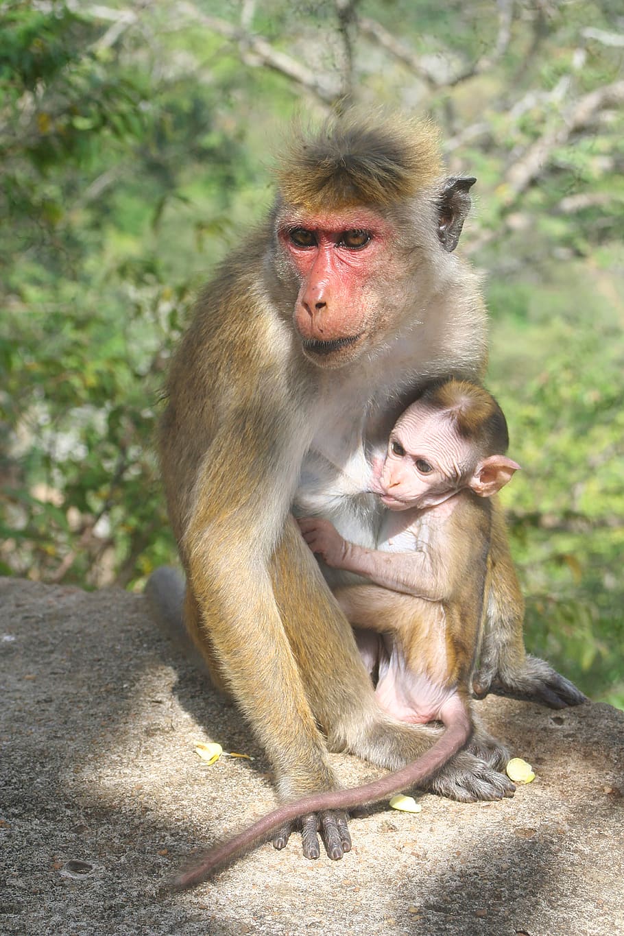 monkey, mom, mother, baby, love, child, nature, animal, motherhood, HD wallpaper