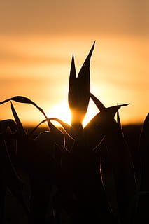 farm, sun, sunlight, background, wallpaper, hd wallpaper, corn HD wallpaper