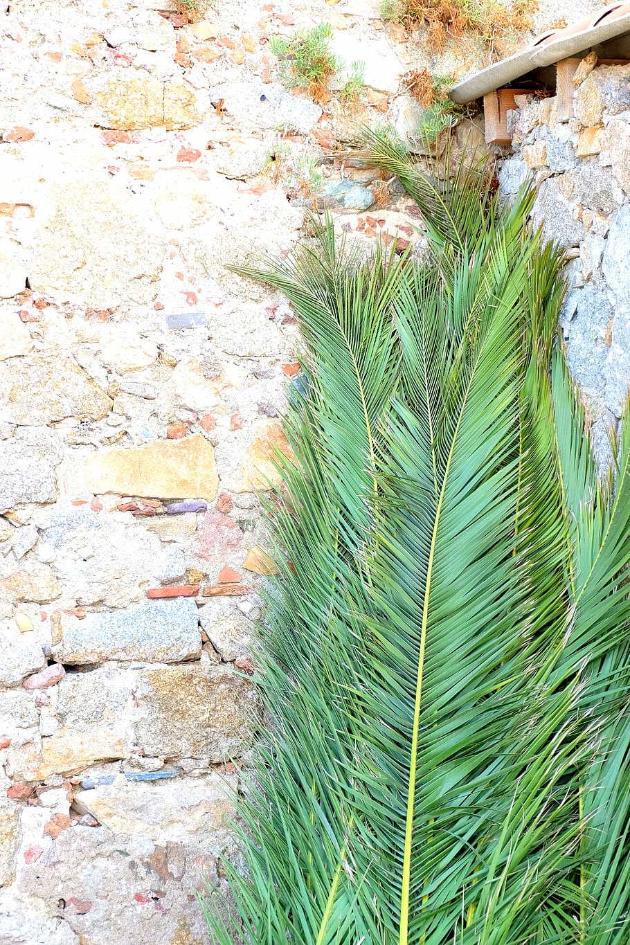 Palm Leaves Leaning on Brickwalls, bright, environment, flora HD wallpaper