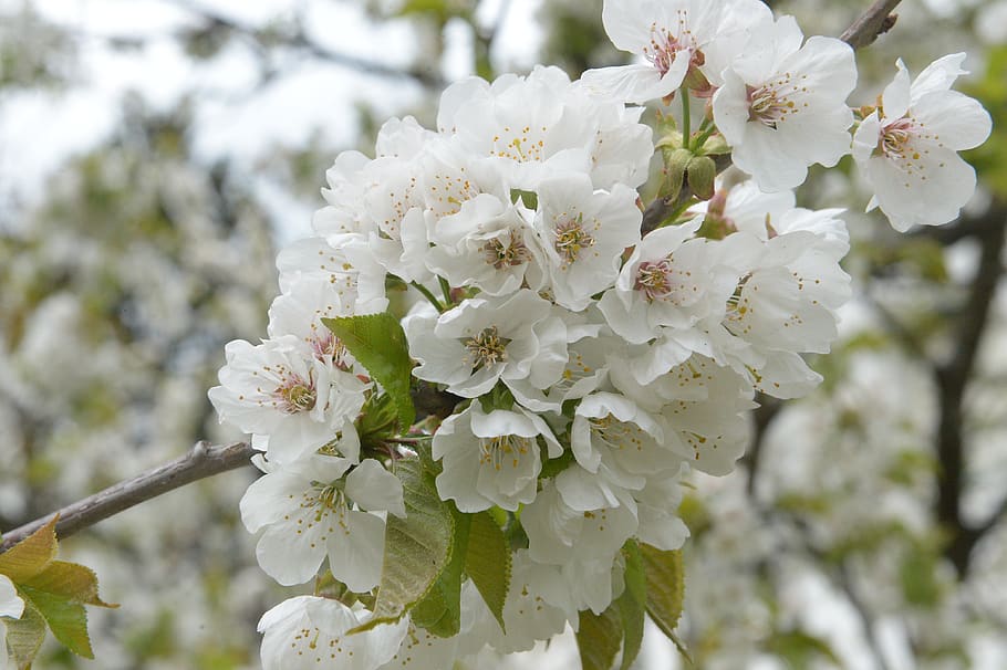 cherry blossom, cherry branch, spring, bloom, bush, garden HD wallpaper