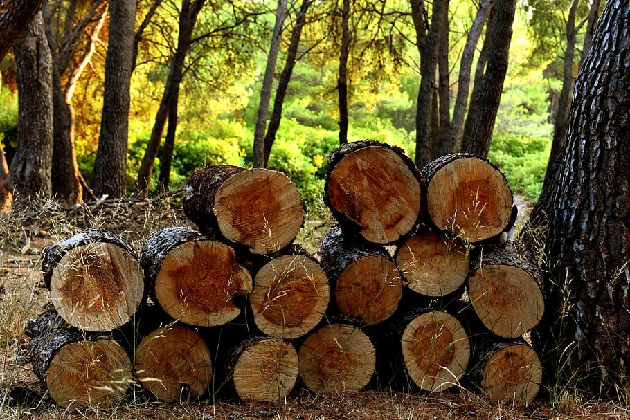 logs, wood, forest, nature, tree, firewood, texture, timber, HD wallpaper