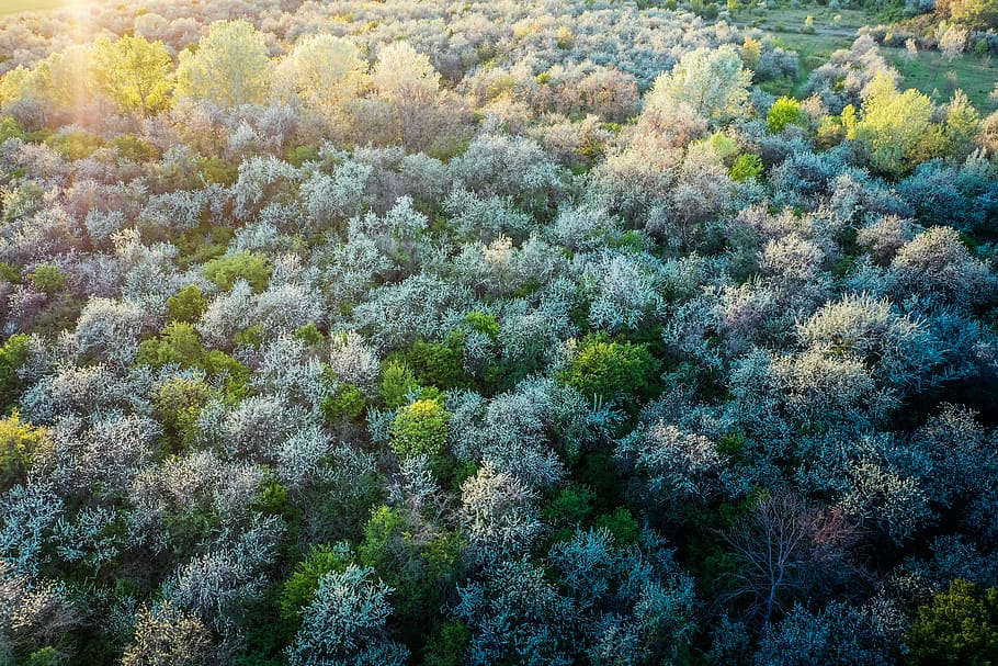 green trees, bush, vegetation, plant, nature, outdoors, sukoró HD wallpaper