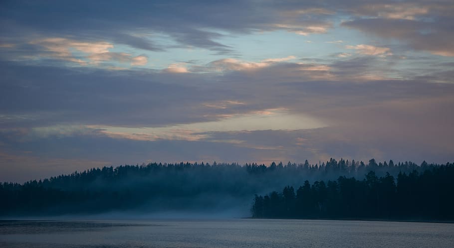 tree, plant, nature, abies, fir, outdoors, fog, sunrise, sky HD wallpaper