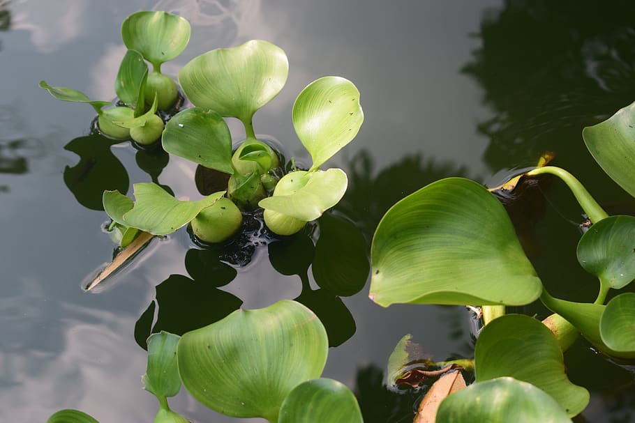 Water Hyacinth Hd Wallpaper