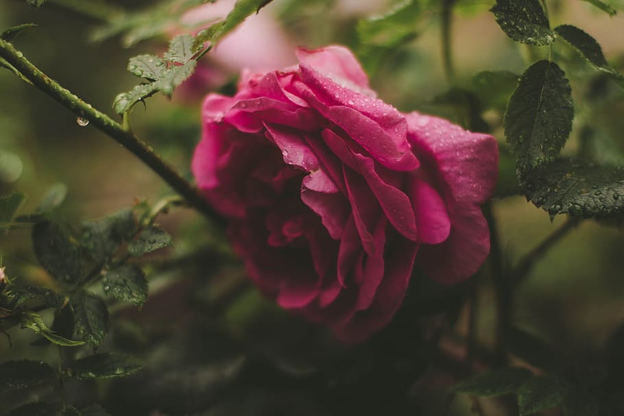 Selective Focus Photography of Pink Rose Flower, beautiful, blooming HD wallpaper