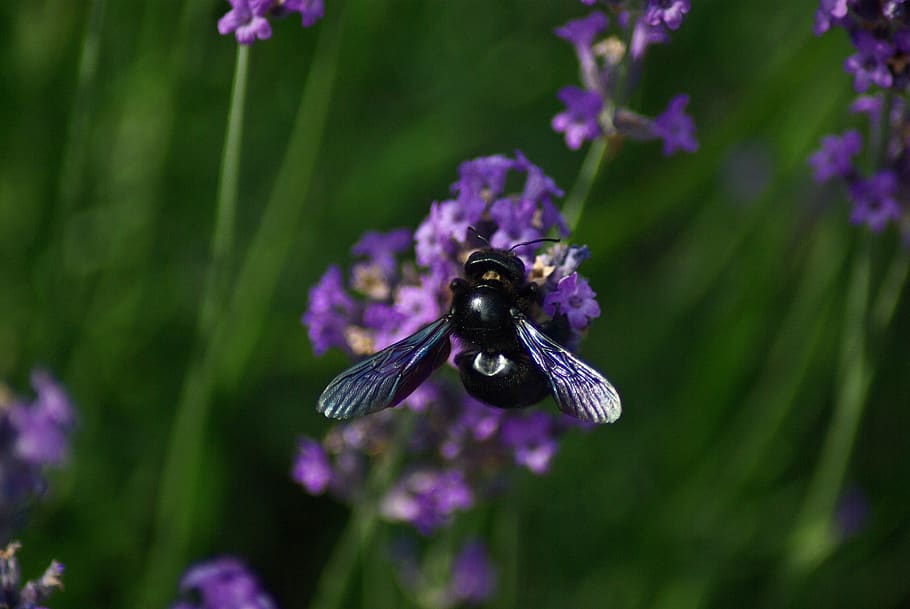 bourdon, flower, violet, pollen, garden, insects, nature, summer HD wallpaper