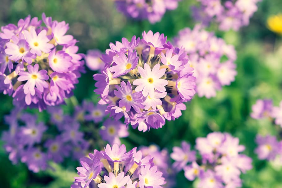 drumstick, primrose, flowers, spring, garden, close up, nature HD wallpaper