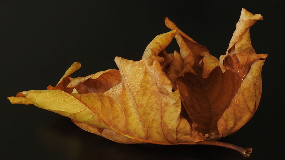 leaf, autumn, brown, yellow, individually, bright, close up HD wallpaper