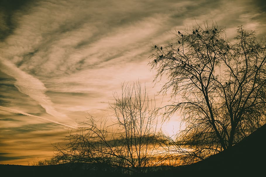 Time Lapse Photography of Tree Under Golden Hour, backlit, dawn HD wallpaper