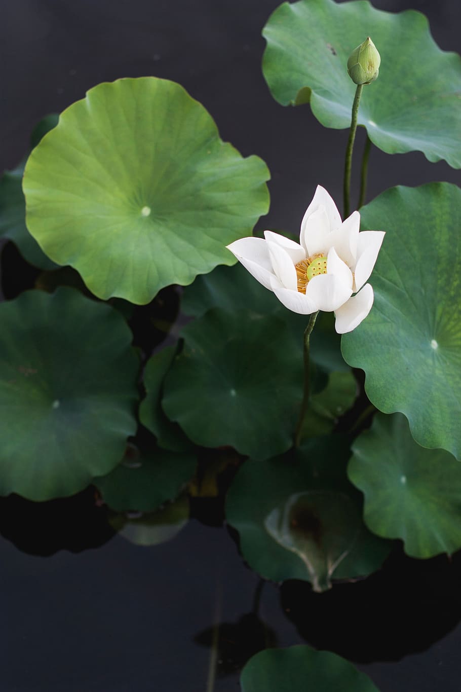 green, leaf, plant, flower, petal, nature, dark, blur, water HD wallpaper