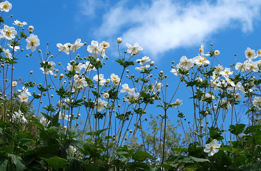 flower, flora, nature, summer, garden, floral, sunny, flowering plant HD wallpaper