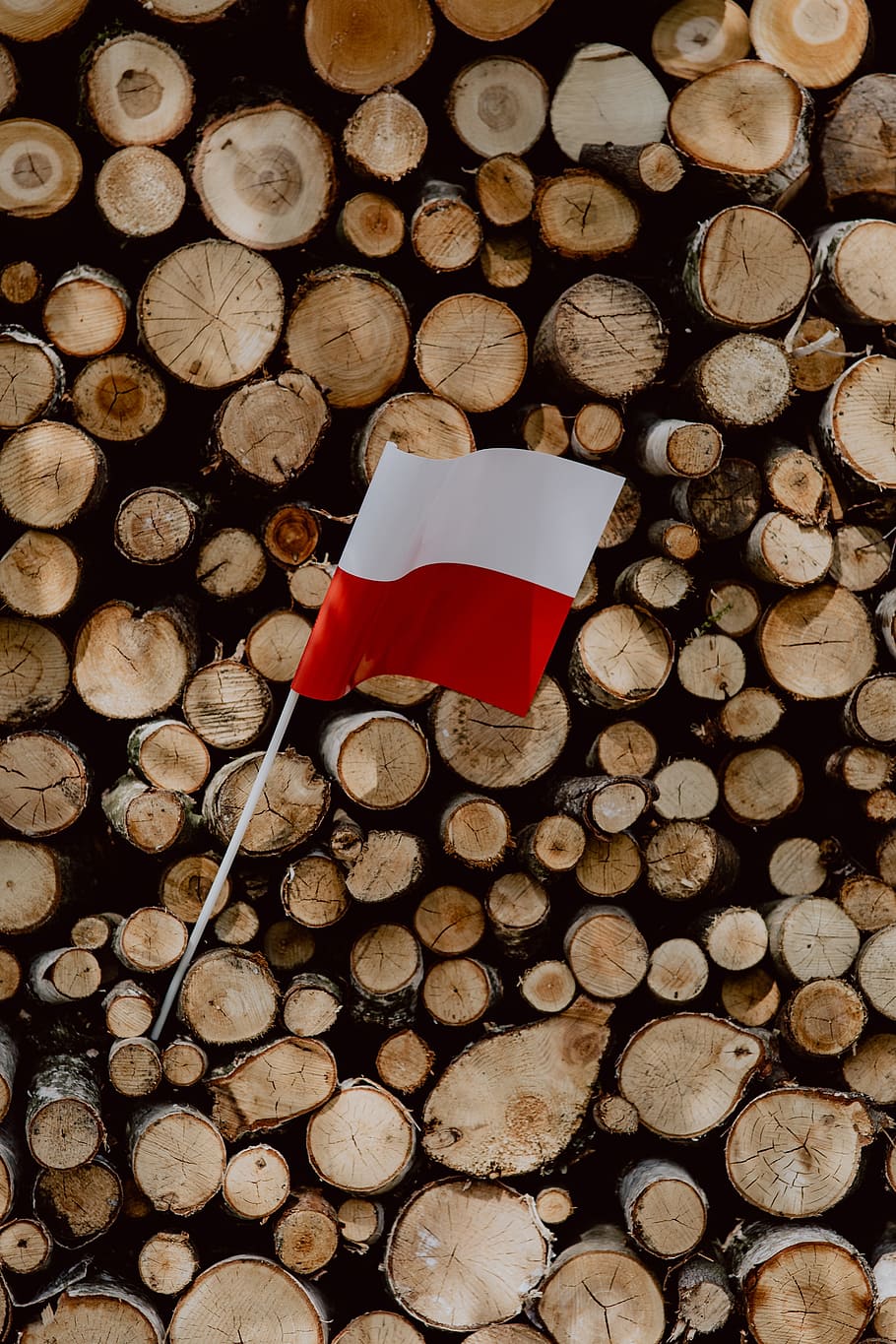 HD wallpaper: Flag of Poland - Polska Flaga, nature, Europe, tree, polish,  national | Wallpaper Flare