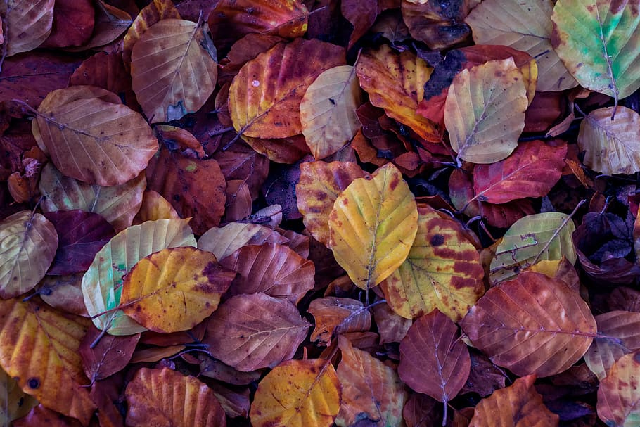 leaves, fall, nature, color, garden, red, colorful, plant part HD wallpaper
