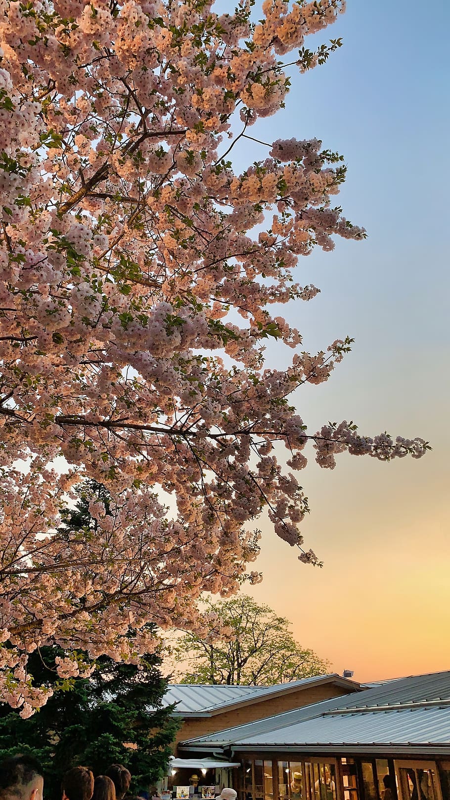 plant, blossom, flower, cherry blossom, ashikaga city, saitama prefecture