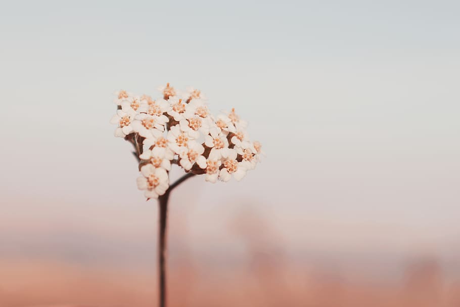 pink-petaled flowers, plant, blossom, animal, bee, wasp, andrena HD wallpaper