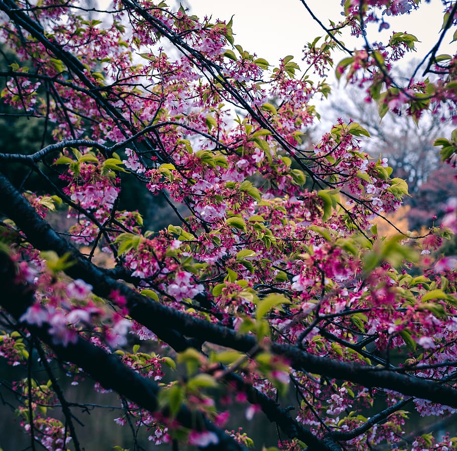 Blossom colour