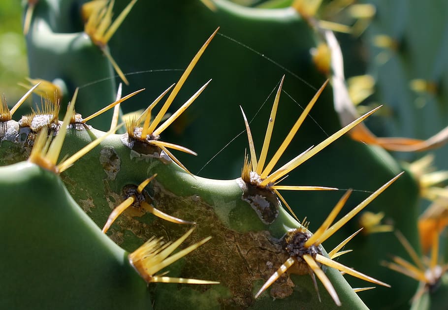 Green Cactus, cacti, cactus thorn, cactuses, leaf cactus, nature HD wallpaper
