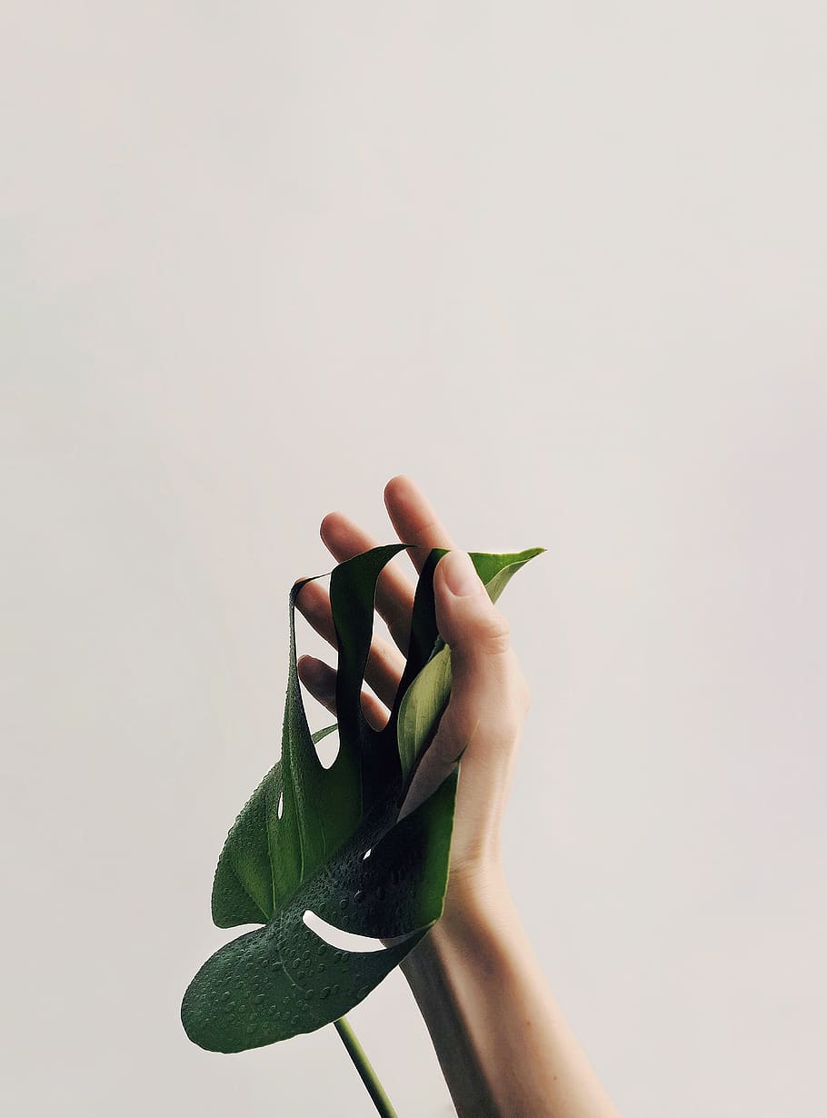 Photo of Person Holding Green Leaf, close-up, concept, conceptual HD wallpaper