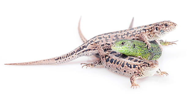 lizard, green, isolated, white, tail, striped, female, macro HD wallpaper