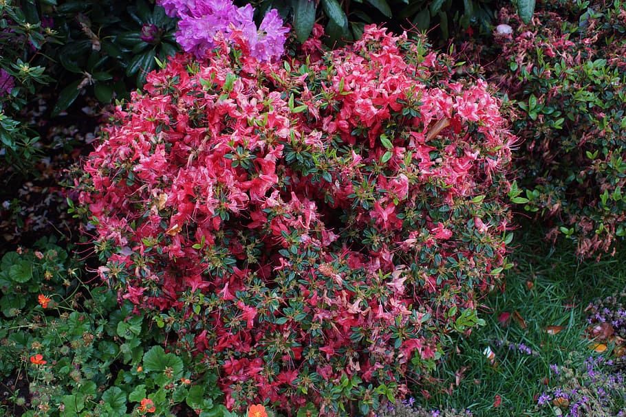 italy, genova, via serra gropallo, flower, flowering plant, HD wallpaper