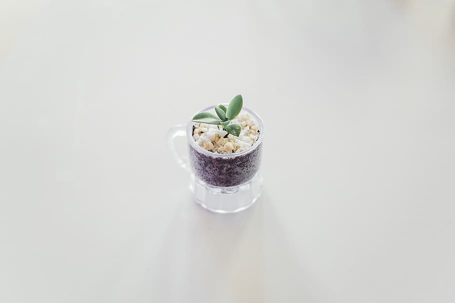 green leafed plant in mug, food, studio shot, food and drink HD wallpaper