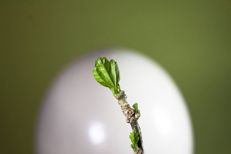 spring, engine, nature, branch, growth, leaf, close up, sprout HD wallpaper