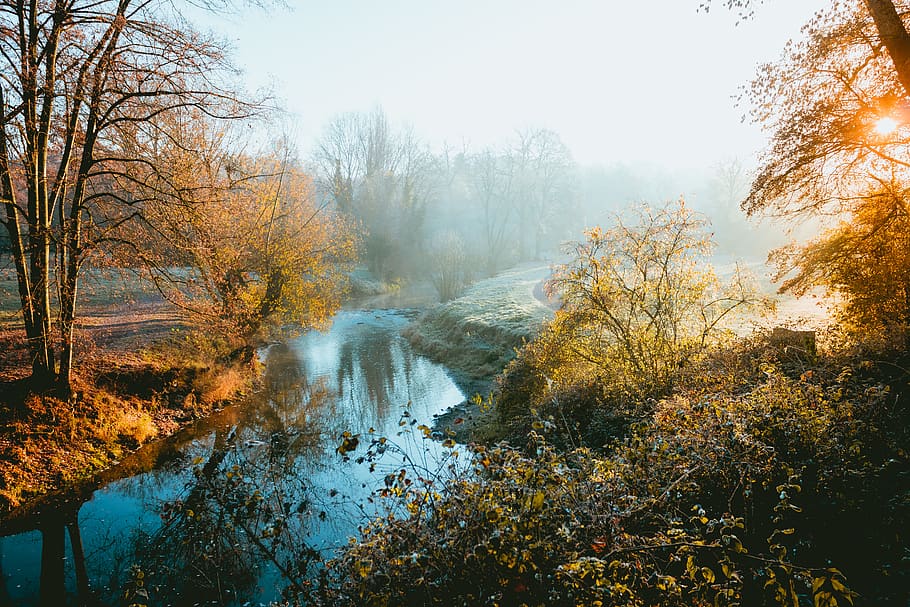 stream between trees and trees during daytime, outdoors, nature HD wallpaper