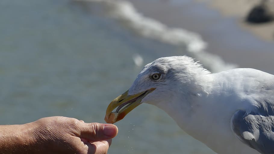 gull, bird, sea, beach, feed, animal, trust, human hand, human body part HD wallpaper