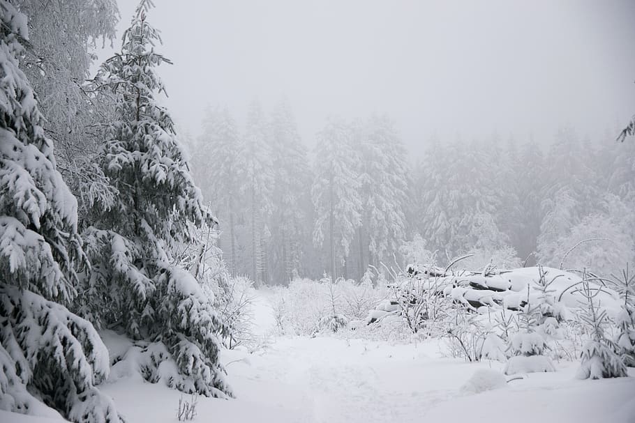 winter, snow, fir tree, forest, mountain, winter wonderland HD wallpaper