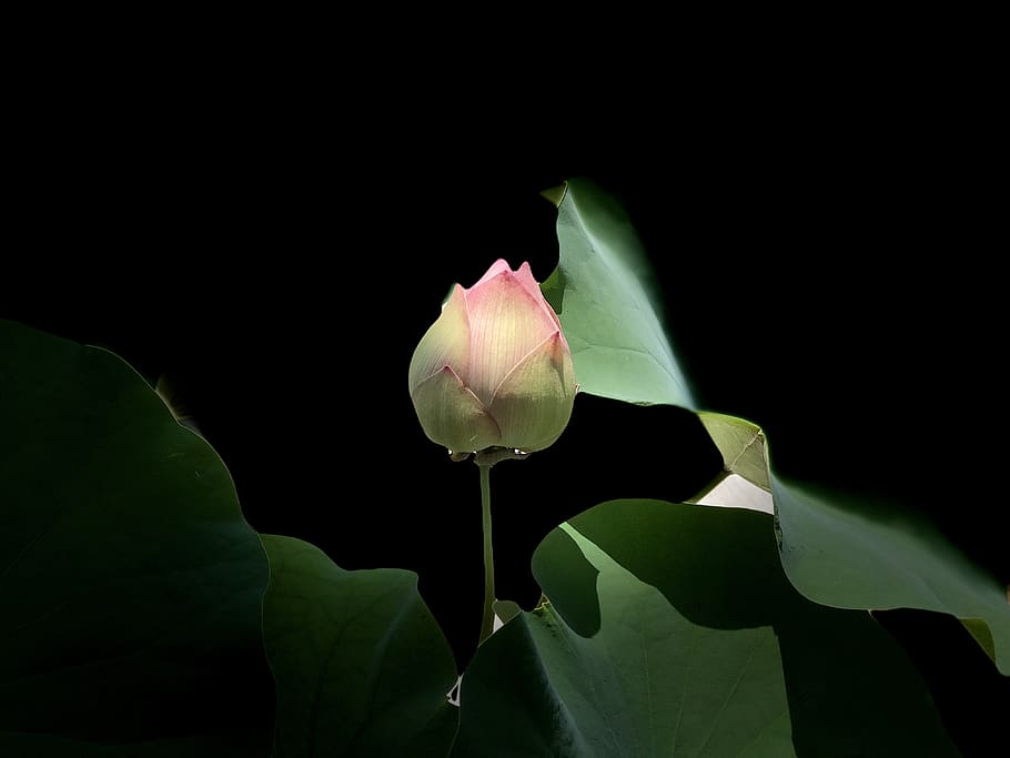 pink lotus, light, subtle, black, bud, flower, flowering plant