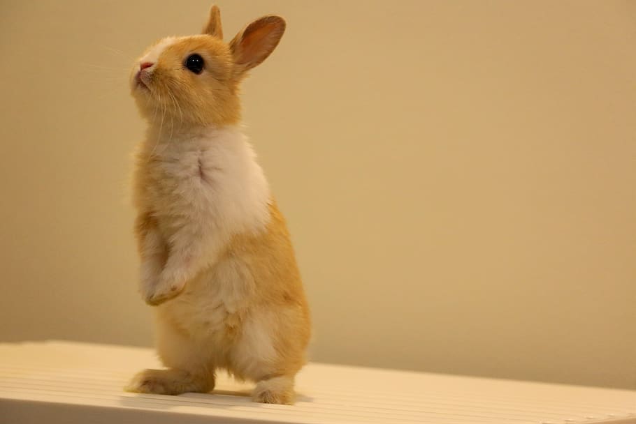 cute, pet, rabbit, animal, upright, animal themes, one animal HD wallpaper