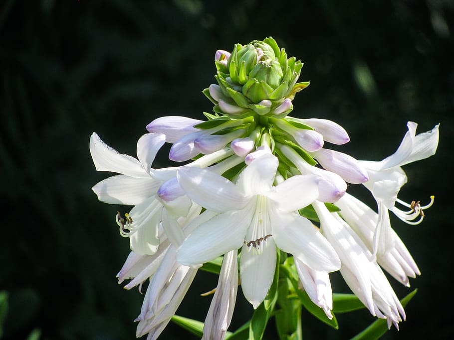 white, flower, flowering plant, freshness, fragility, beauty in nature HD wallpaper