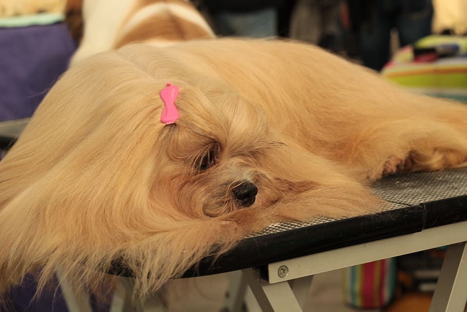 dogshow, lhasa apso, the breed is long-haired, rest, one animal, HD wallpaper