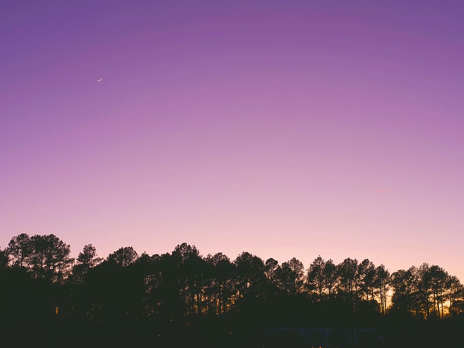trees under purple sky, nature, sunset, sunrise, red sky, outdoors HD wallpaper