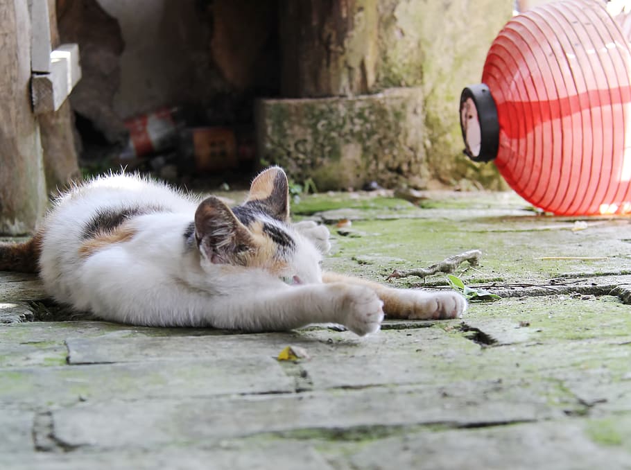cat, kitty, mammal, animal themes, domestic, domestic animals HD wallpaper