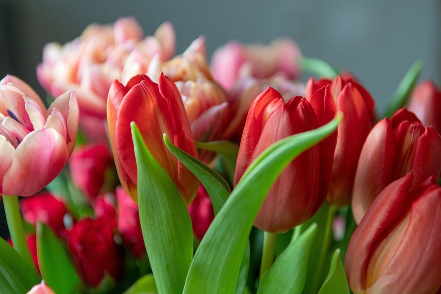 tulips, flower, flowering plant, freshness, beauty in nature HD wallpaper