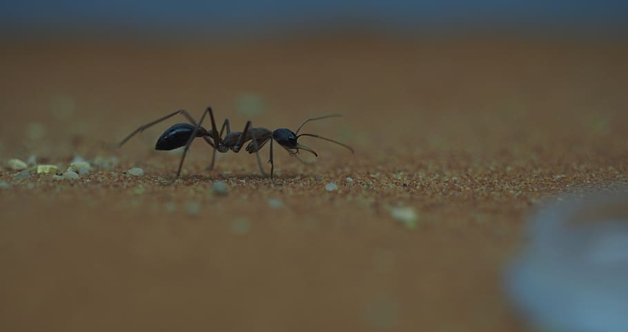 animal, ant, macro, insect, close up, animal wildlife, invertebrate HD wallpaper