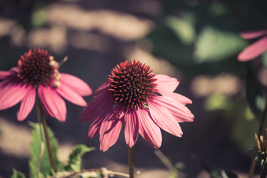 bloom, blossom, pink, sun, flower, plant, plants, red, summer HD wallpaper