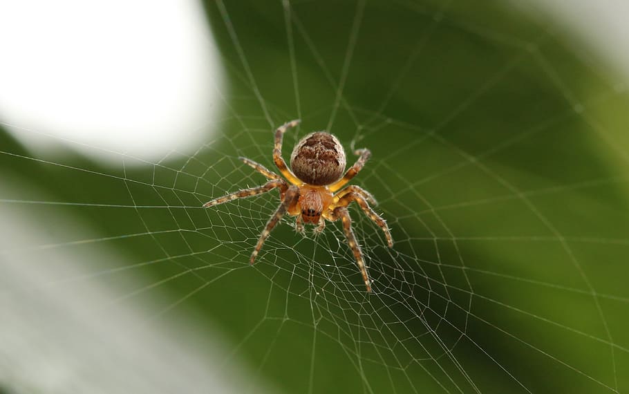 web, spider, white, insect, cobweb, plants, green, spider web HD wallpaper