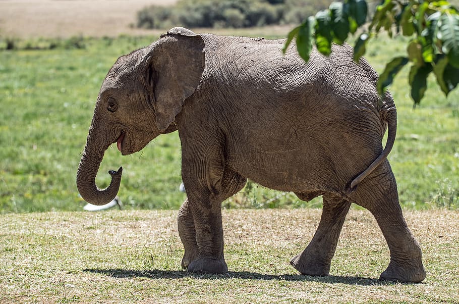 gray elephant standing on field, animal, animal themes, mammal HD wallpaper
