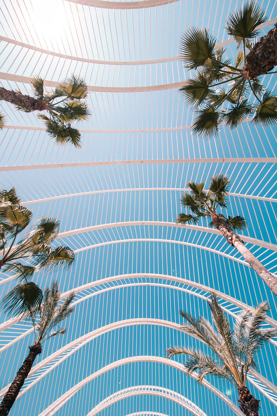 green-leafed trees, palm tree, plant, tropical climate, low angle view HD wallpaper