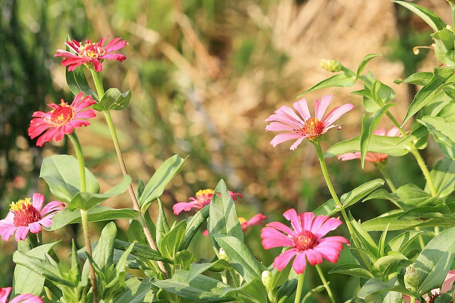 flower, pink, spring, nature, blossom, flora, summer, flowering plant HD wallpaper