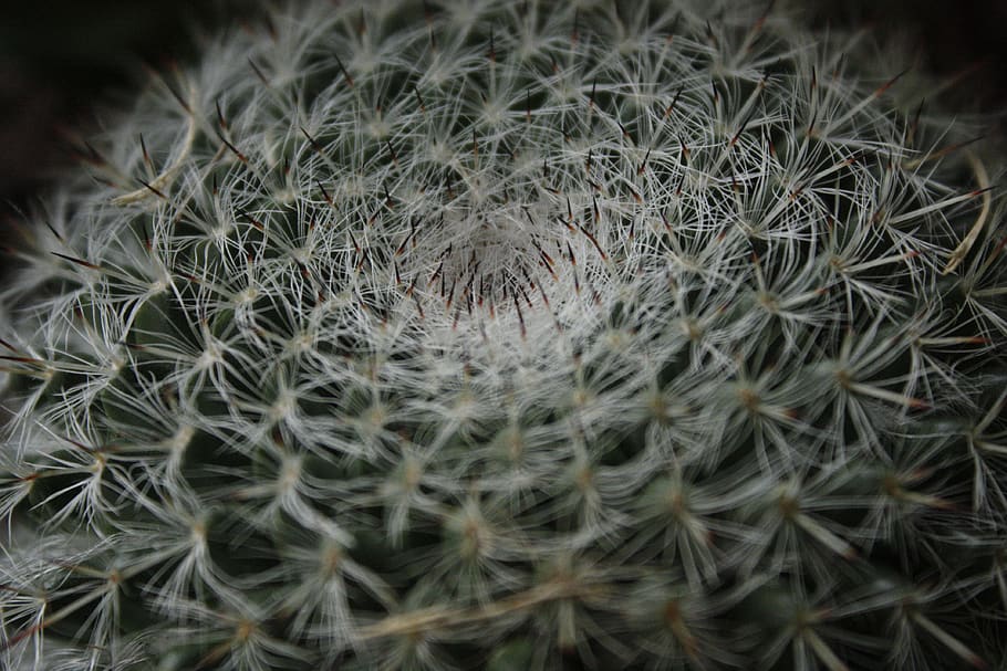 cactus, desert, spines, sharp, poke, pain, succulent, plant HD wallpaper