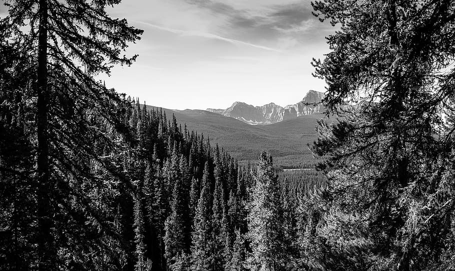 aerial and grayscale photography of forest near rocky mountain HD wallpaper