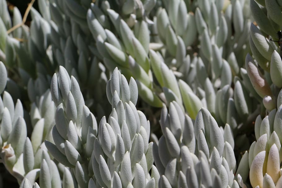 texture, plants, succulents, green, full frame, backgrounds HD wallpaper