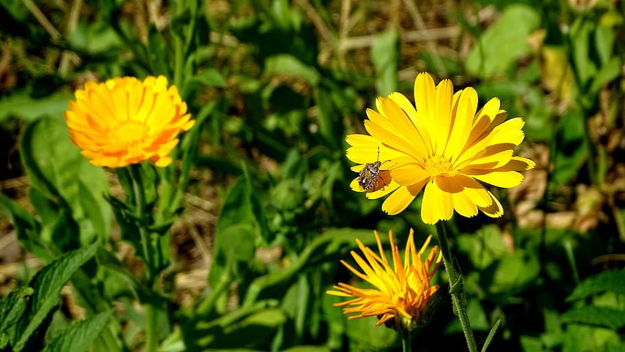 bug, stinky, grass, meadow, field, flowers, summer, yellow HD wallpaper
