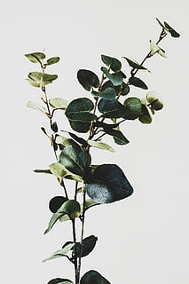 green plants, leaf, animal, bird, flower, blossom, faux, leafs HD wallpaper