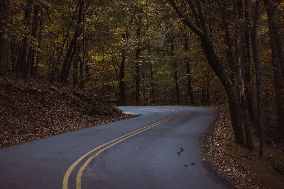 black road path, tree, plant, the way forward, forest, direction HD wallpaper