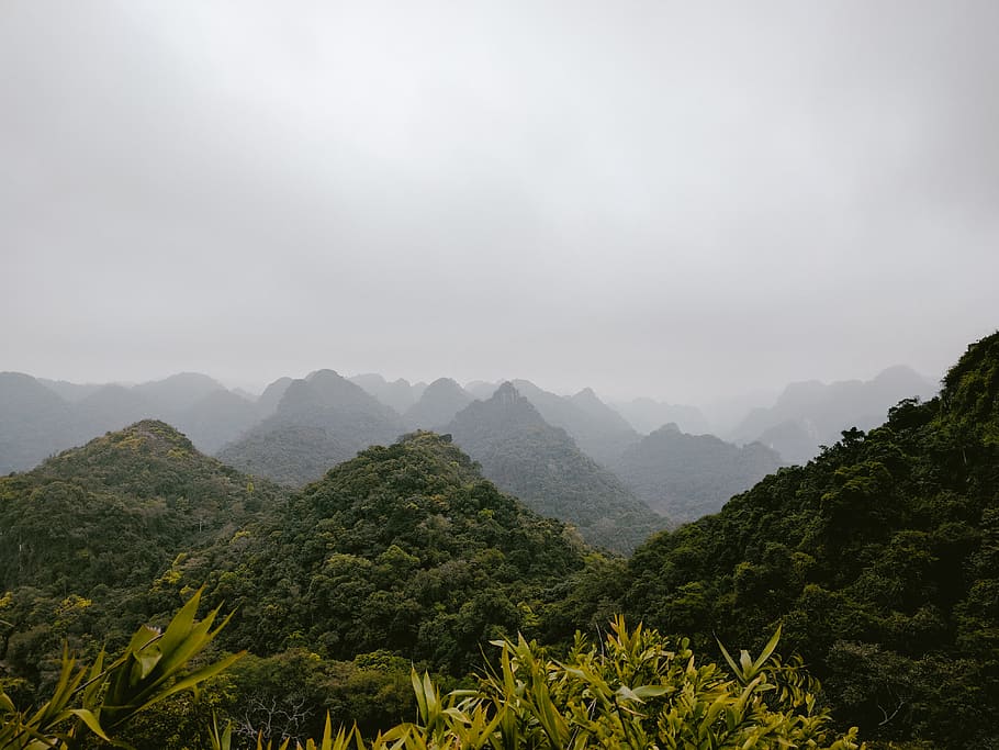 vietnam, haiphong, national park, jungle, green, forest, cat ba, HD wallpaper