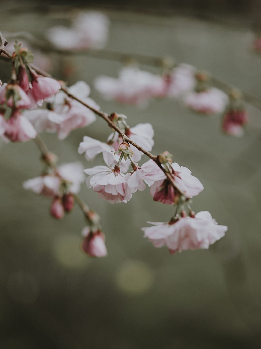 pink flowers, flowering plant, fragility, freshness, growth, beauty in nature HD wallpaper
